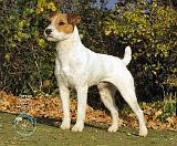 Parson Russell Terrier 9T016D-223